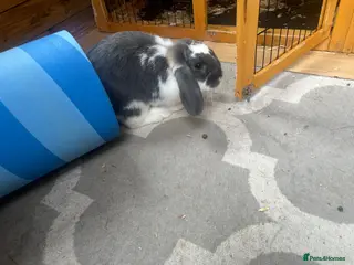 Mini Lion Lop rabbits Two mini lion lop male rabbits with full set up - Advert 1