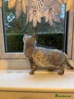 Bengal cats - Advert 5