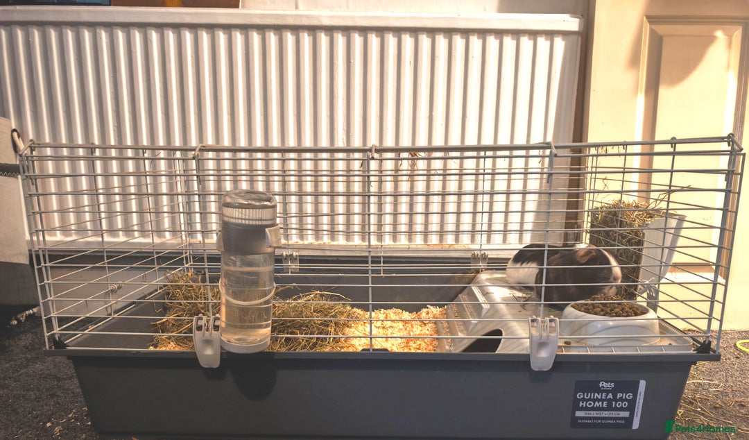 Guinea Pig rodents for sale: 2 female guinea pigs for rehoming with cage - Advert 18