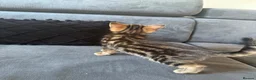 Mixed Breed cats for sale: Bengal cross kittens  - Advert 15