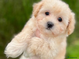 Maltipoo dogs F1 tiny Maltipoo Puppies - Advert 7