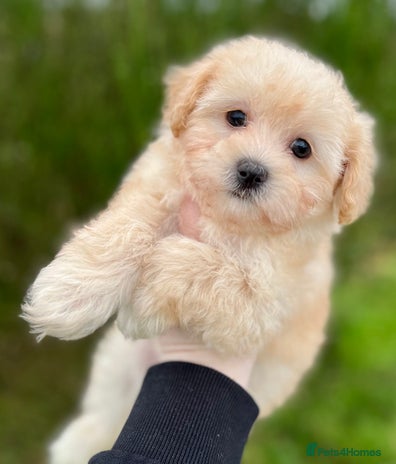 Maltipoo dogs F1 Maltipoo Puppies - Advert 5