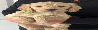 Cockapoo 2