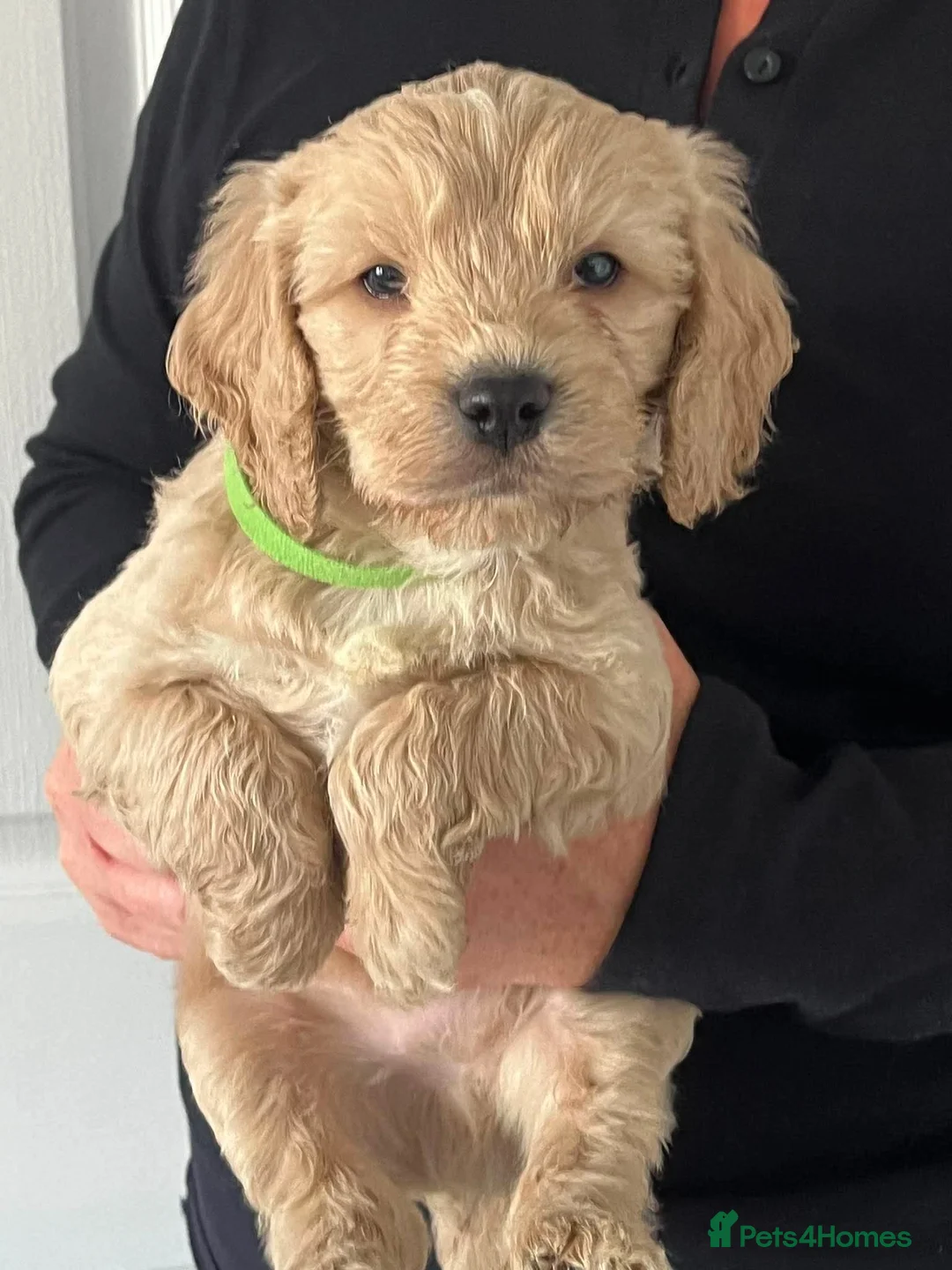 Cockapoo dogs for sale: Home Raised Stunning Cockapoo Puppies  in Clydebank - Advert 2