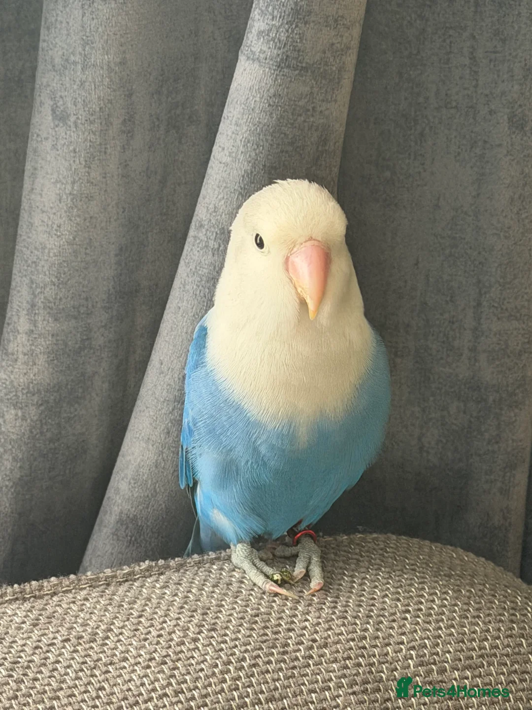 Lovebirds birds for sale: Opaline lovebirds  - Advert 2