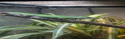 Anole reptiles for sale: Green Anoles. - Advert 6
