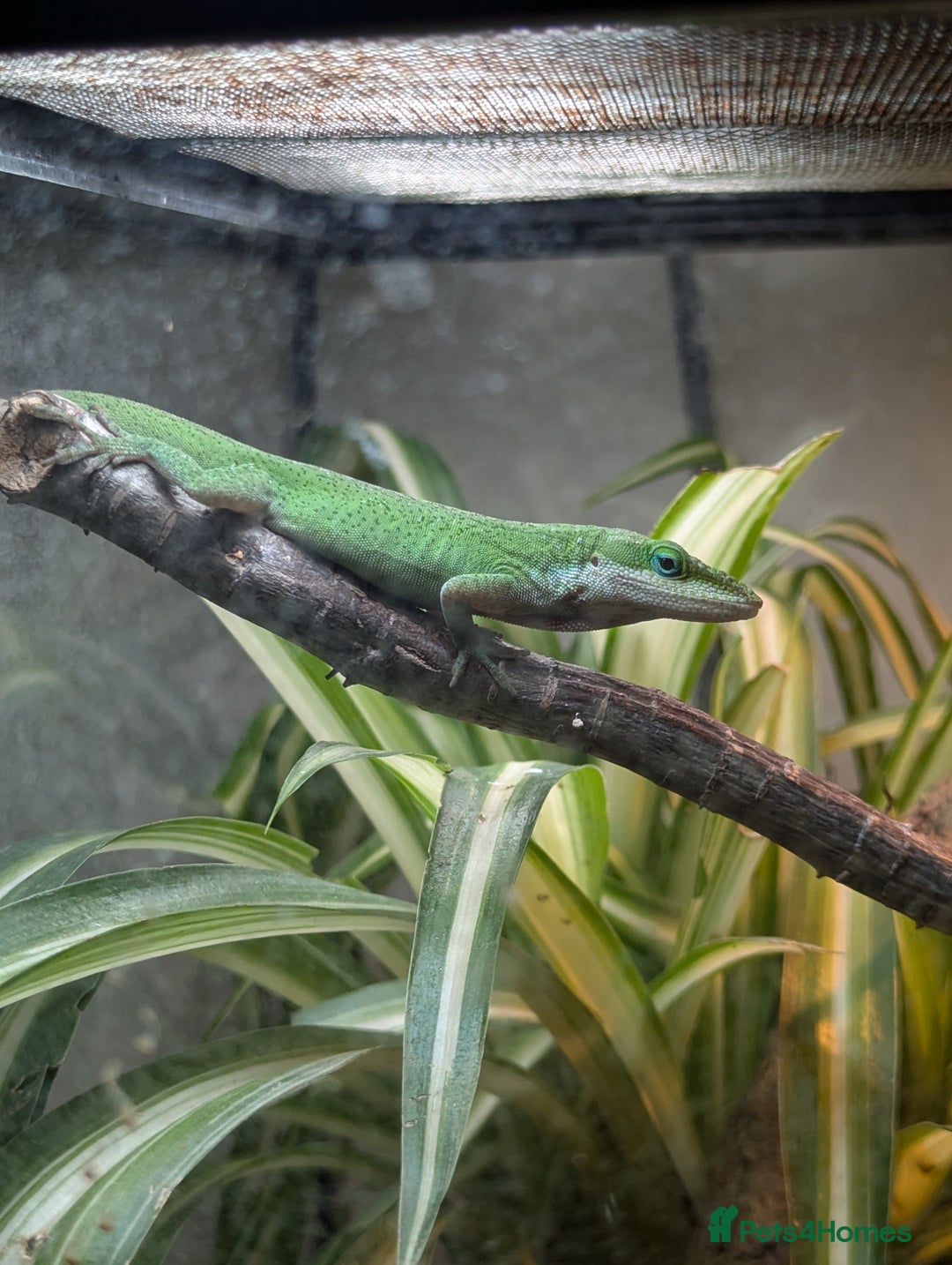 Anole reptiles for sale: Green Anoles. - Advert 6