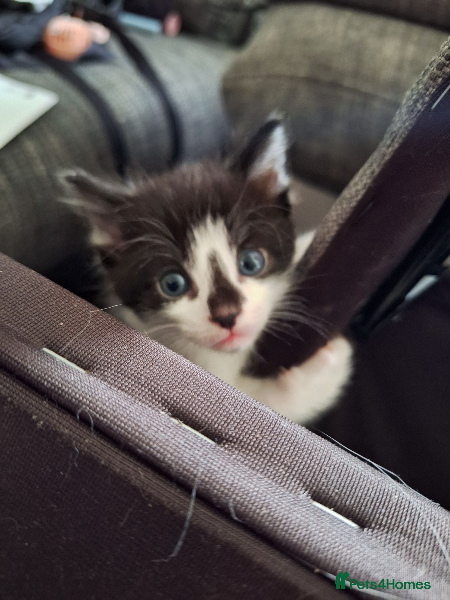Mixed Breed cats 4 kittens looking for forever homes  - Advert 11