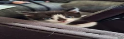 Mixed Breed cats for sale: 4 kittens looking for forever homes  - Advert 1