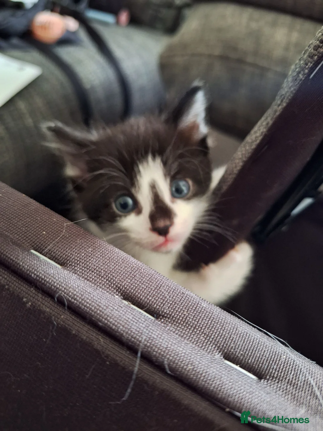 Mixed Breed cats for sale: 4 kittens looking for forever homes  - Advert 1