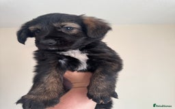 Mixed Breed dogs for sale: 6 Female Puppies  - Image 4