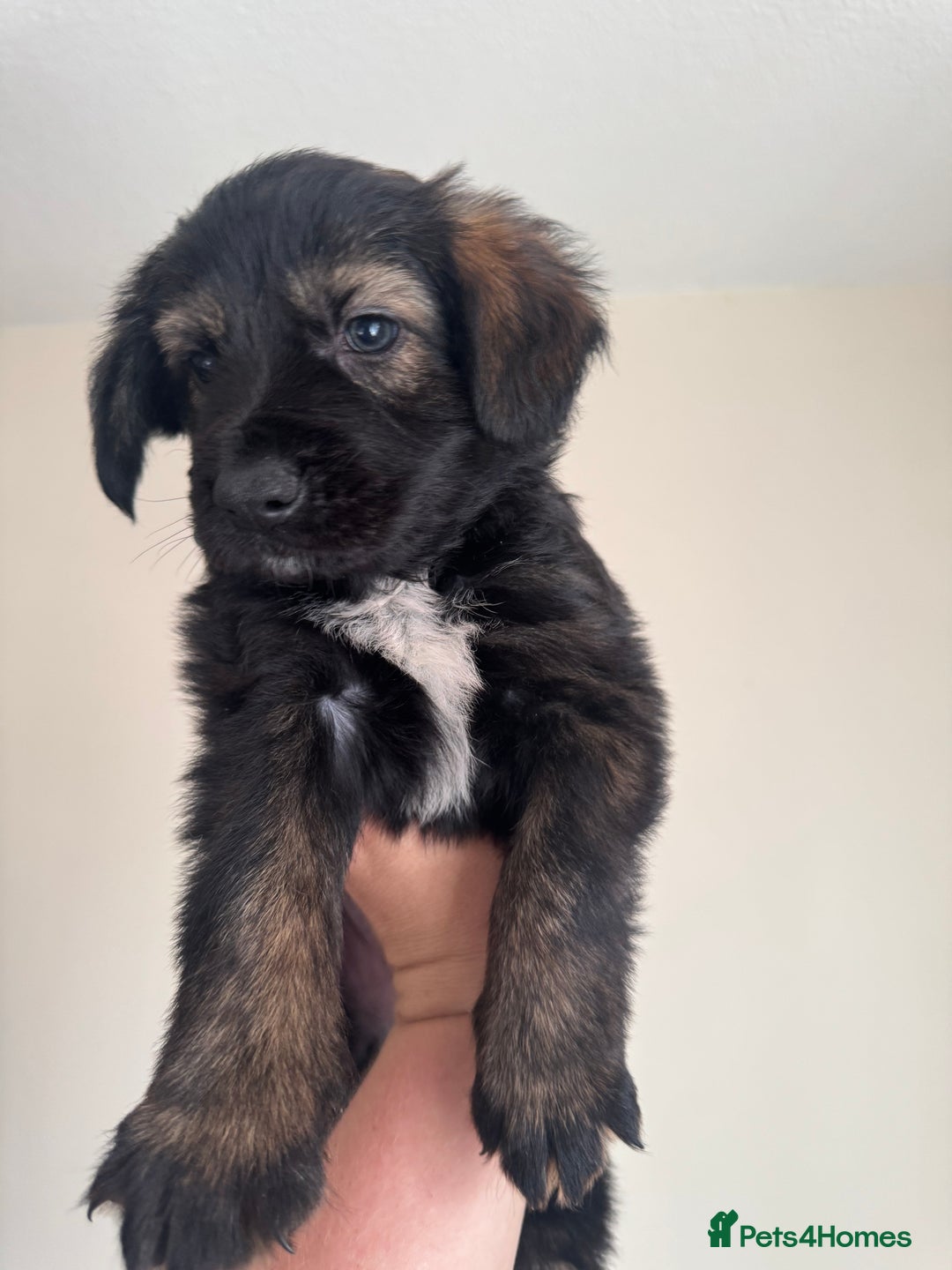 Mixed Breed dogs for sale: 6 Female Puppies  - Image 4