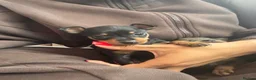 Miniature Pinscher dogs for sale: KC Beautiful little miniature pinscher puppy’s 🐶  - Advert 7
