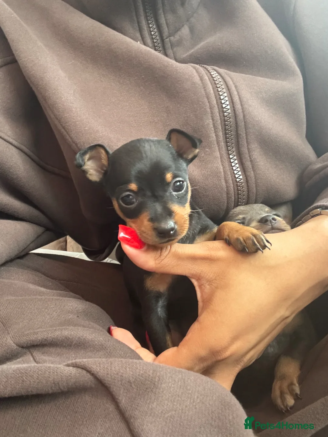 Miniature Pinscher dogs for sale: KC Beautiful little miniature pinscher puppy’s 🐶  - Advert 7