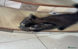 British Longhair cats for sale: 2 beautiful kittens looking for a home - Image 4