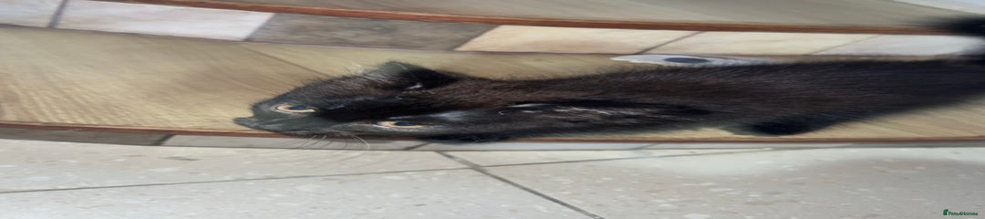 Mixed breed Kitten 1