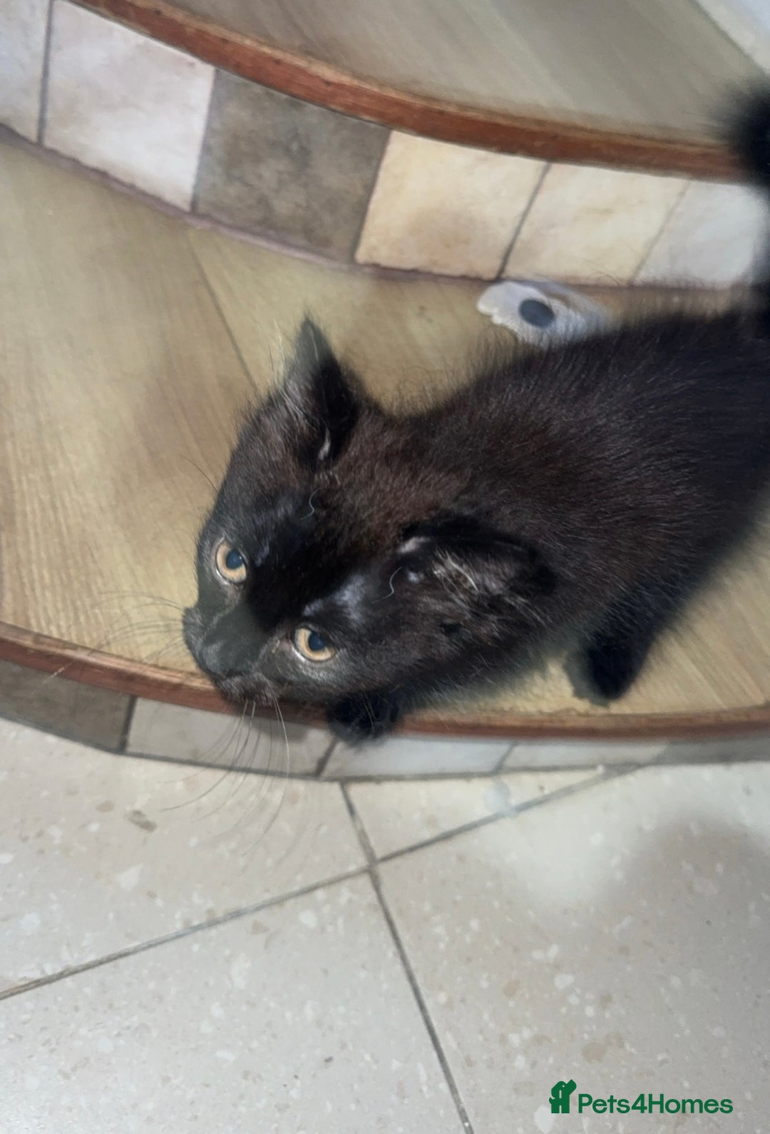 British Longhair cats for sale: 2 beautiful kittens looking for a home - Image 4