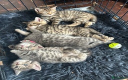 Bengal cats for sale: Bengal Kittnes  - Image 1