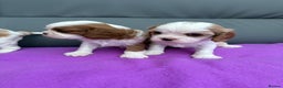 Cavalier King Charles Spaniel dogs for sale: Adorable Cavalier King Charles Spaniel  - Advert 8