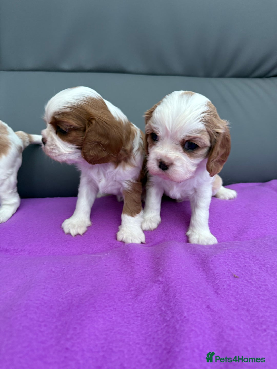 Cavalier King Charles Spaniel dogs for sale: Adorable Cavalier King Charles Spaniel  - Advert 8