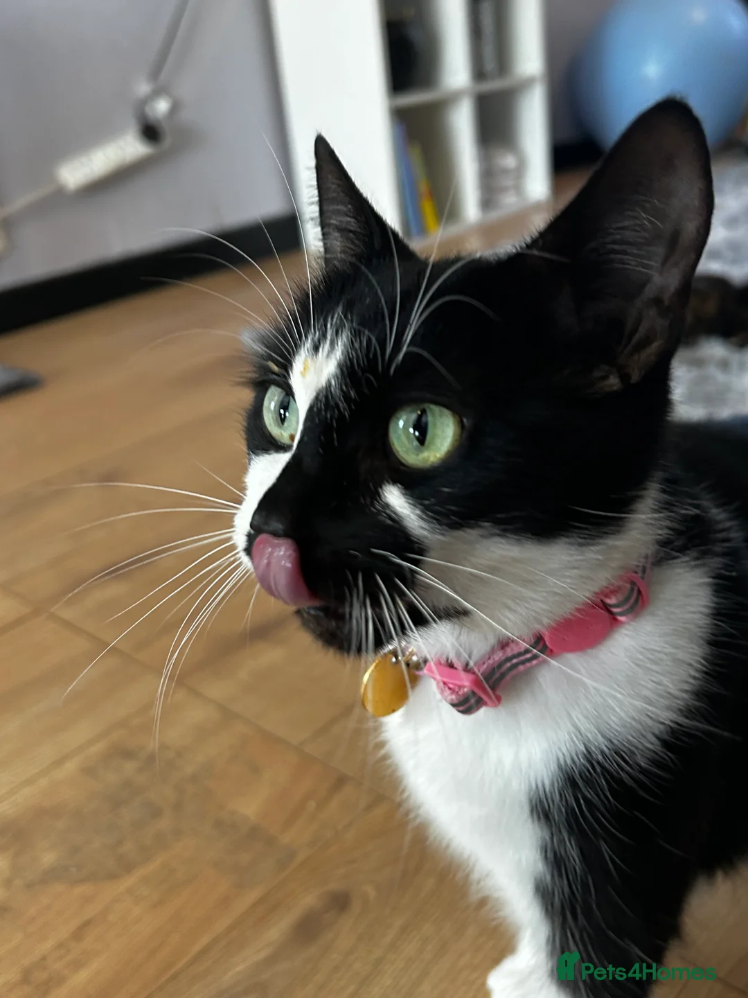 Mixed Breed cats for sale: Calico Kittens - Advert 2