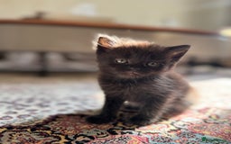Persian cats for sale: mixed persian & bombay kittens  in Maidstone - Image 26