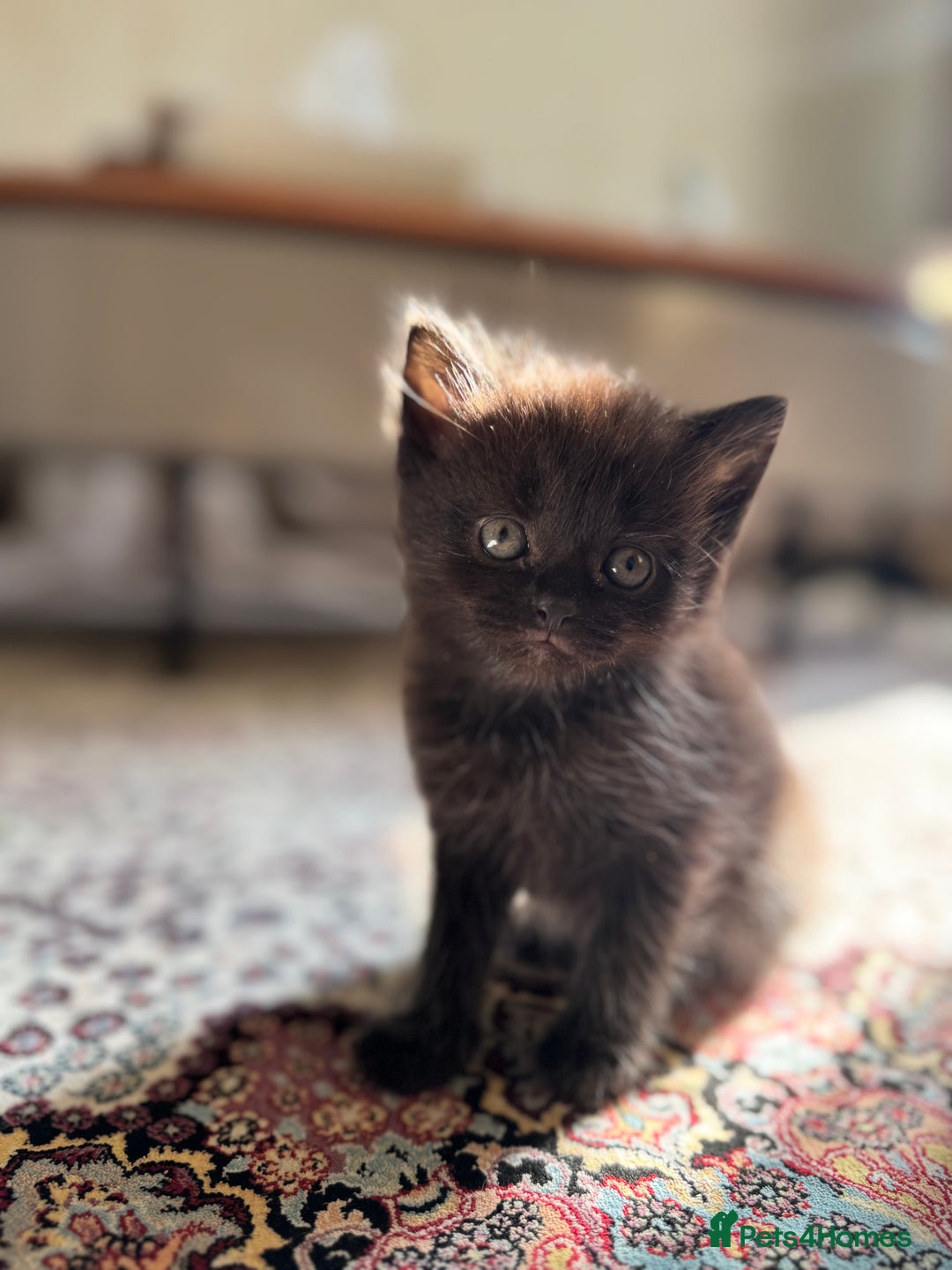 Persian cats for sale: mixed persian & bombay kittens  in Maidstone - Image 26