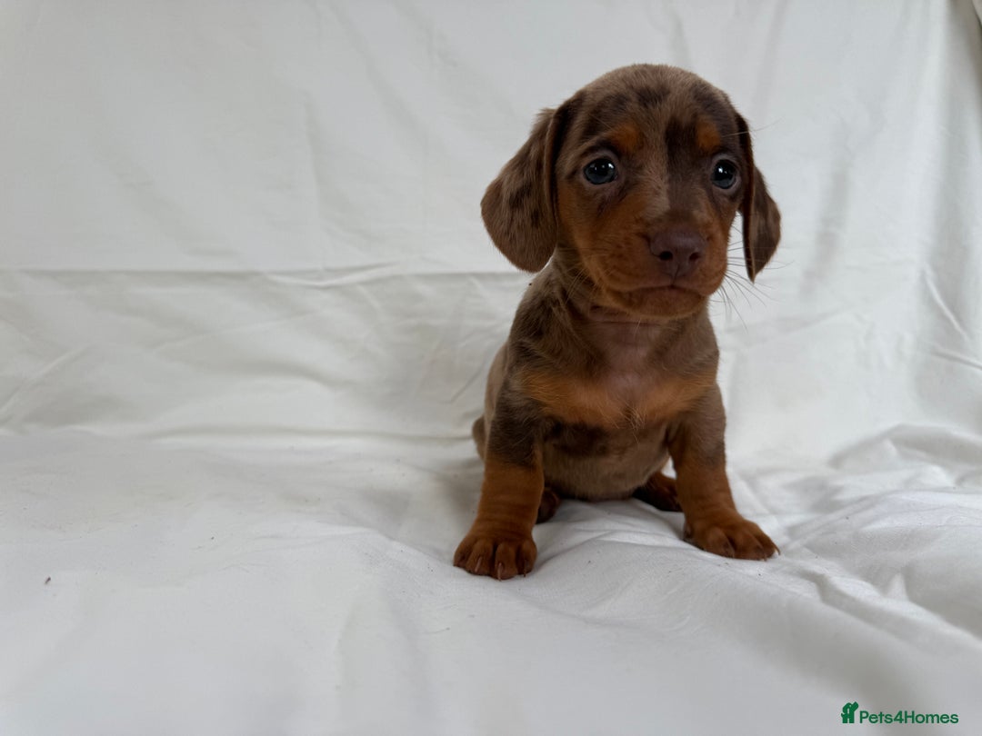 Miniature Dachshund dogs for sale: Dachshund puppy’s for sale - Image 9