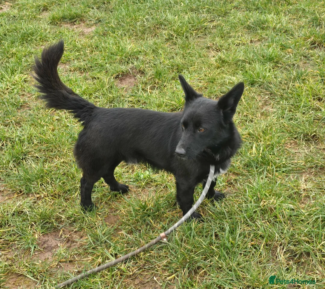 Mixed Breed dogs for adoption: BOB   - Advert 1