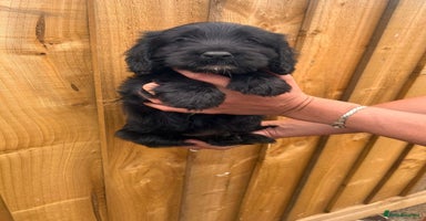 Cockapoo dogs - Advert 10