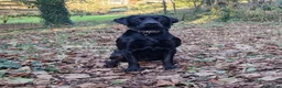Labrador Retriever dogs for stud: KC 0/0 Hips/ Elbows, Health tested Labrador  - Advert 9