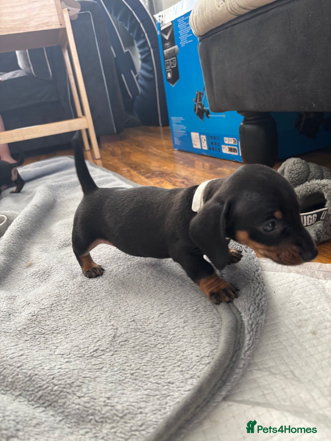 Miniature Dachshund dogs for sale: 5 miniature black & tan smooth haired dachshunds  - Image 10