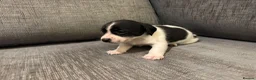 Mixed Breed dogs for sale: Jack Russel terriers  - Advert 6
