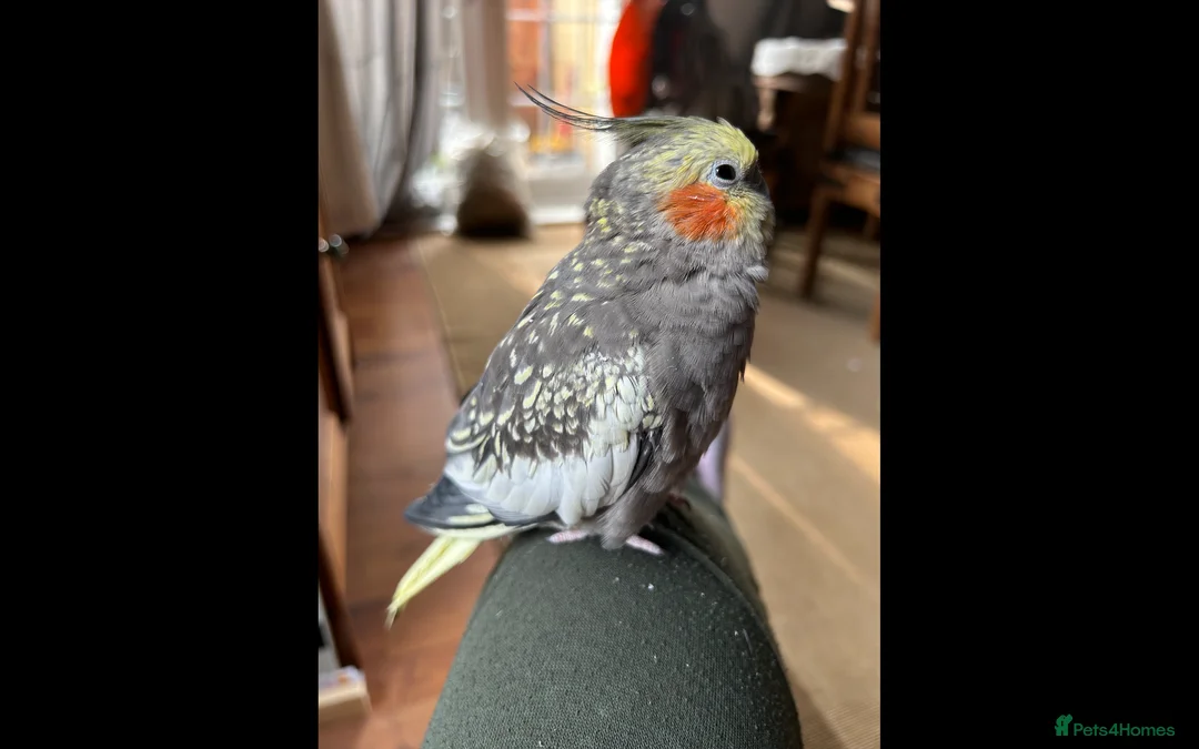 Cockatiels birds for sale: Two Loving Female Cockatiels for Rehoming - Advert 9