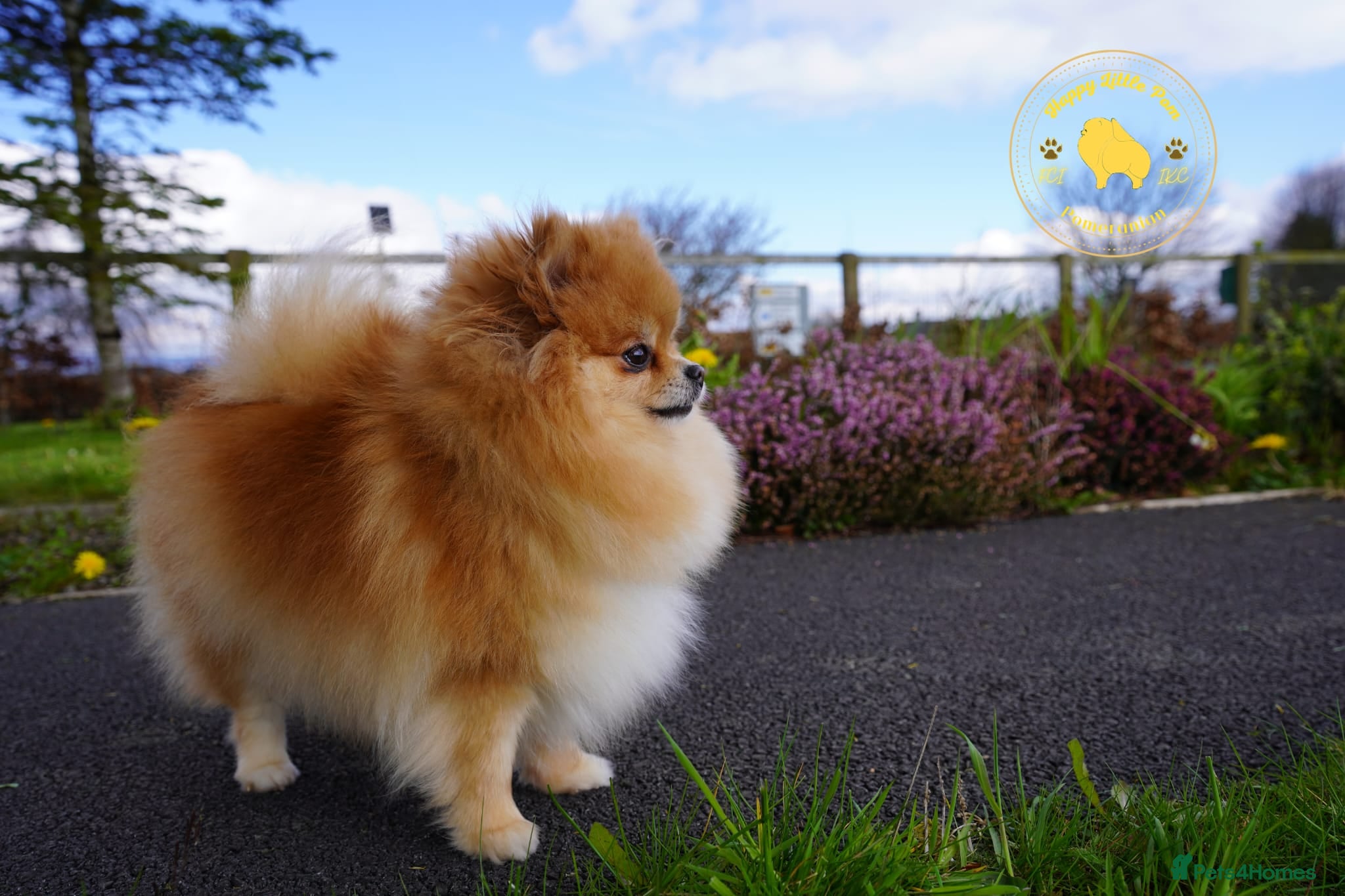 Pomeranian dogs Pomeranian Puppies - Advert 2