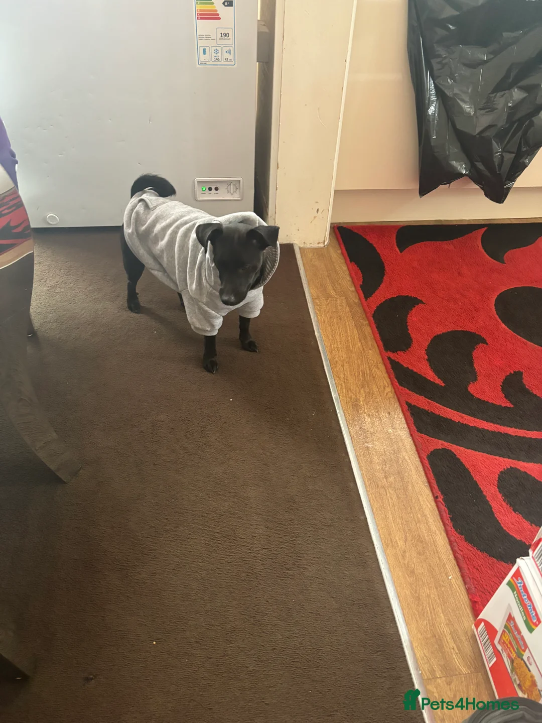 Patterjack dogs for sale: Coco - Jack Russel X Patterdale - Advert 4