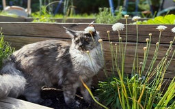 Maine Coon cats for sale: TICA Pedigree Maine Coon Female. - Image 4