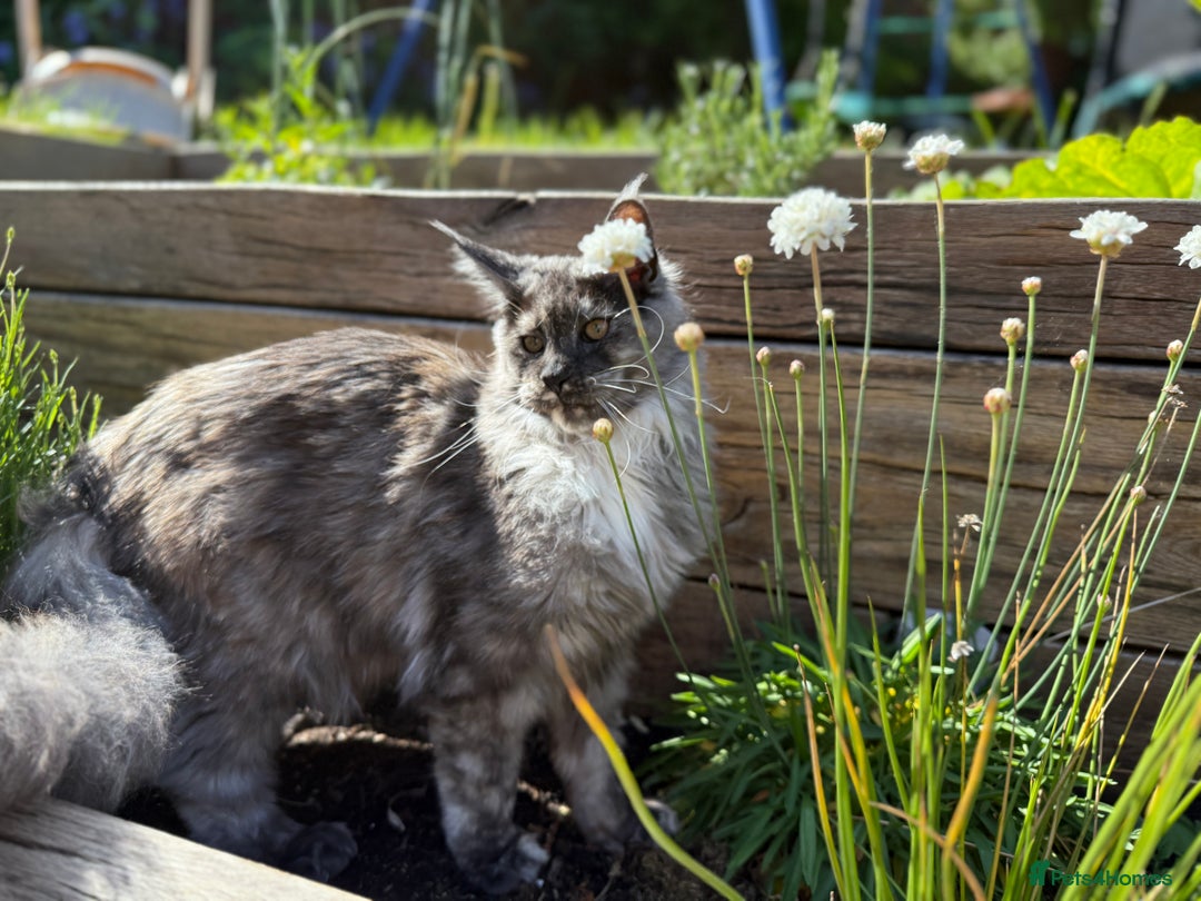Maine Coon cats for sale: TICA Pedigree Maine Coon Female. - Image 4