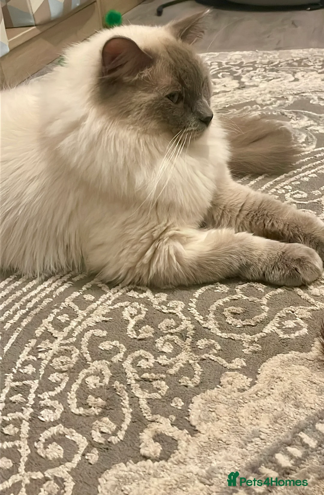 Ragdoll cats for stud: GCCF Proven Stud carrying chocolate in Glasgow - Advert 21