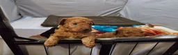 Toy Poodle dogs for sale: 4 Beautiful toy poddles - Advert 5