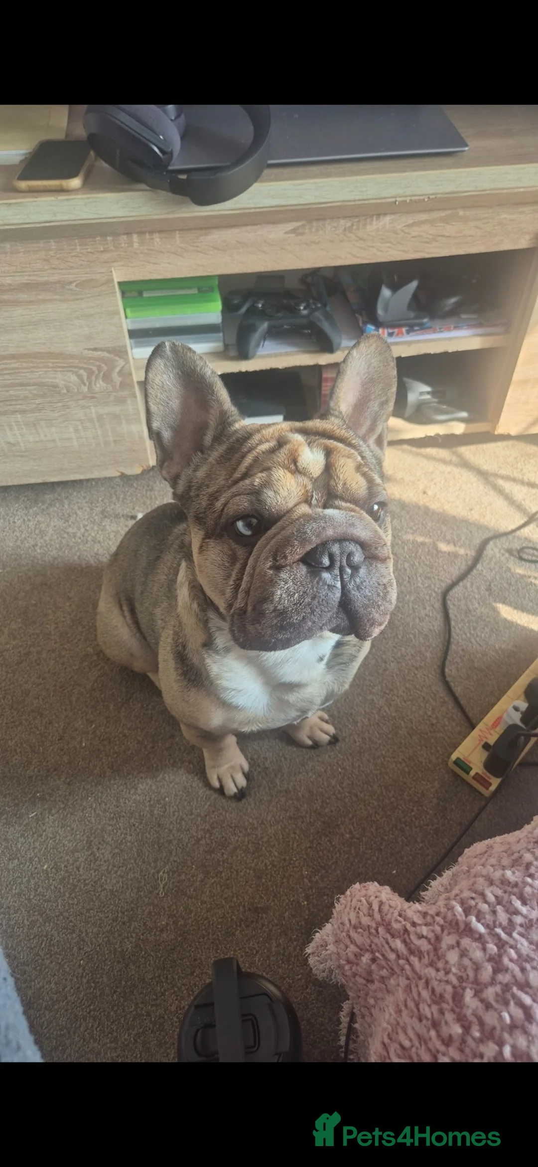 French Bulldog dogs for stud: Stud  **  Frenchie - Beautiful doggy in Ellesmere Port - Advert 2
