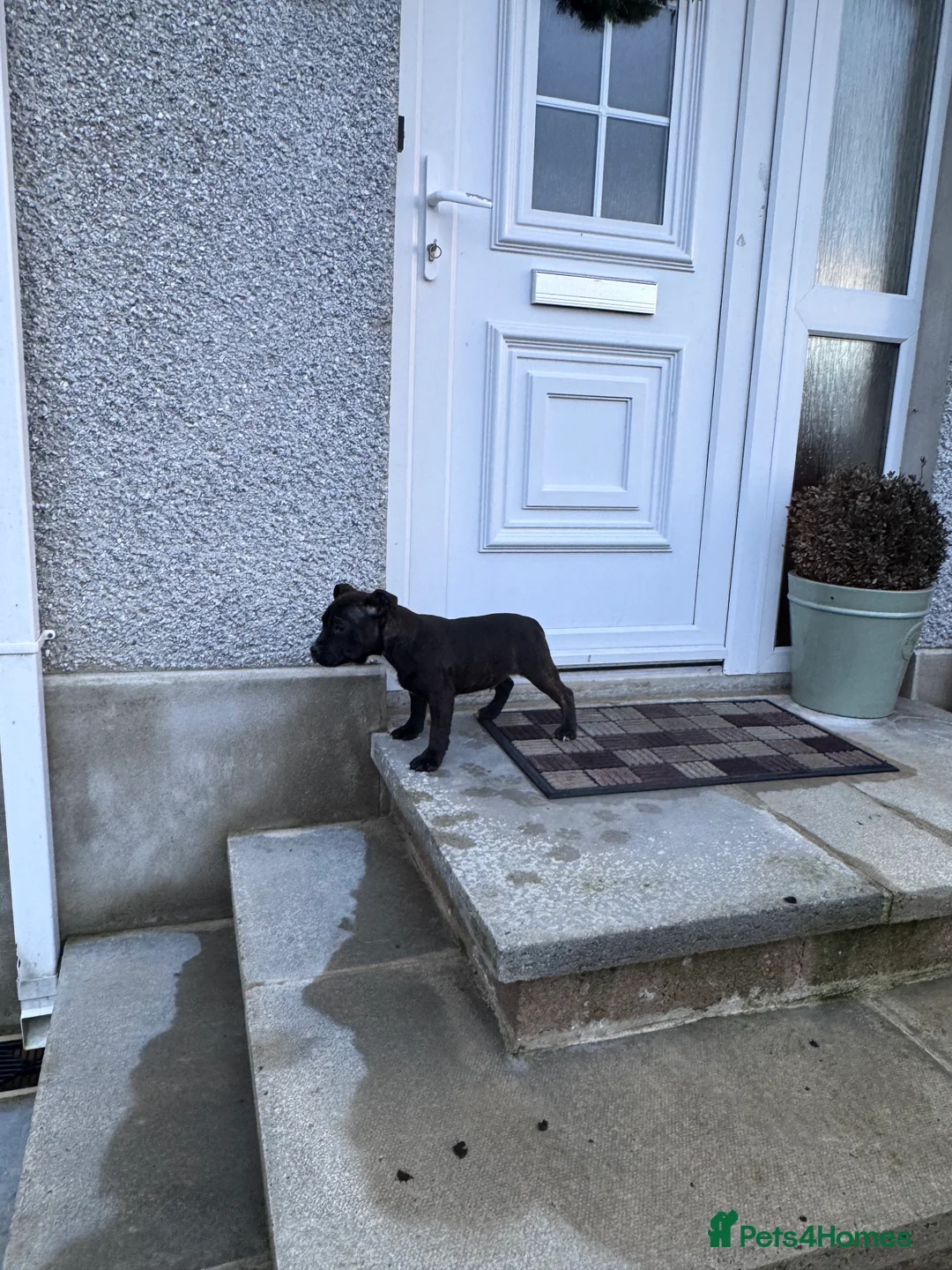 Staffordshire Bull Terrier dogs for sale: Staffordshire Bull Terrier Pups ready now  - Advert 8