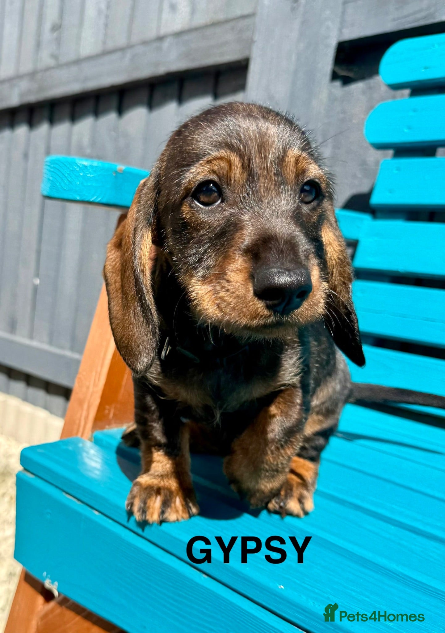 Dachshund dogs Home-Raised  Standard Dachshund Puppies Ready Now - Advert 2