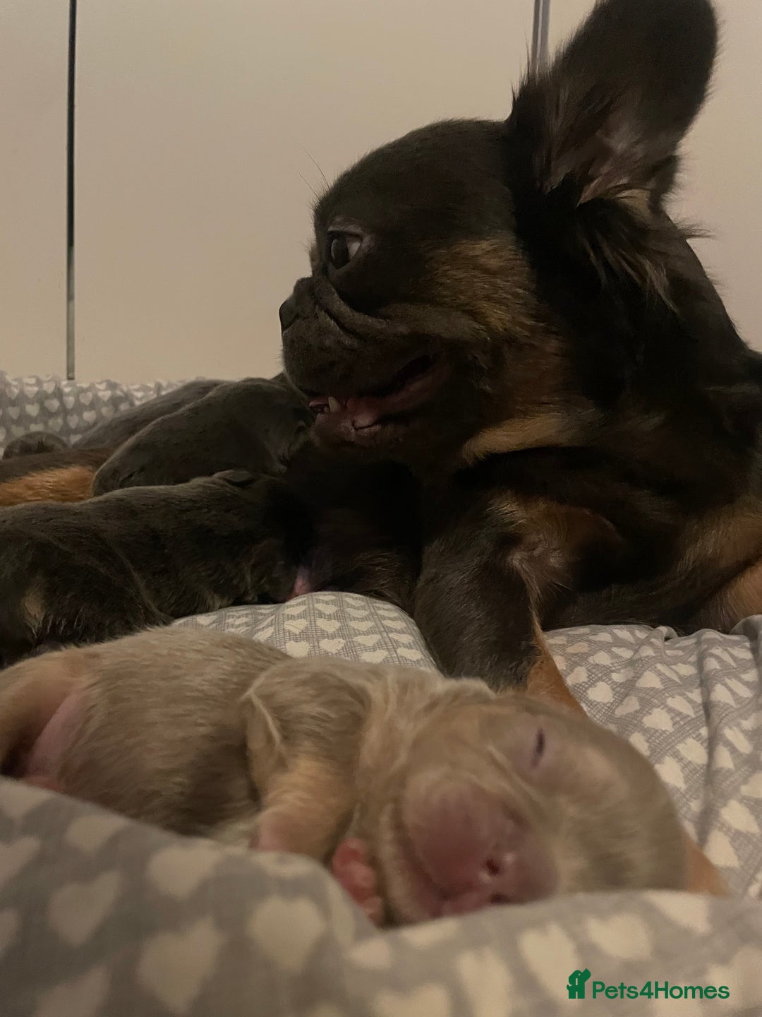 French Bulldog dogs for sale: Visual Fluffy Compact French Bulldogs 🩷🐶🐾 - Advert 9