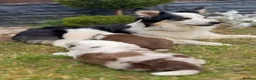 Border Collie dogs for sale: Merle Blue Eye Border Collie Pups - KC Registered - Advert 2