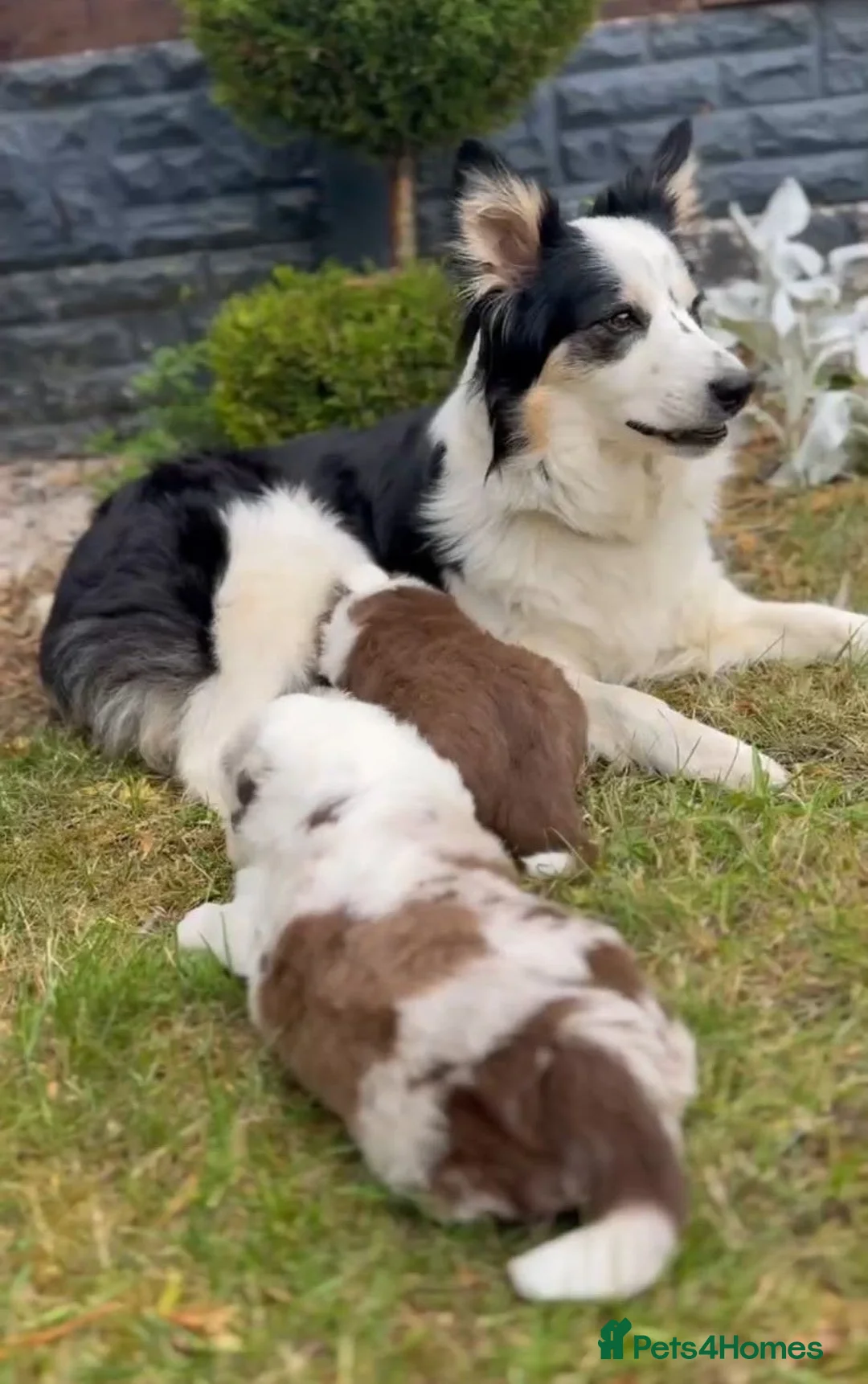 Border Collie dogs for sale: Merle Blue Eye Border Collie Pups - KC Registered - Advert 2