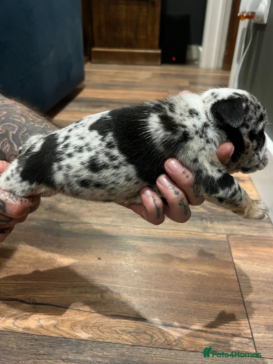 English Bulldog dogs for sale: Puppies  - Image 6