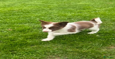 Border Collie dogs - Advert 1