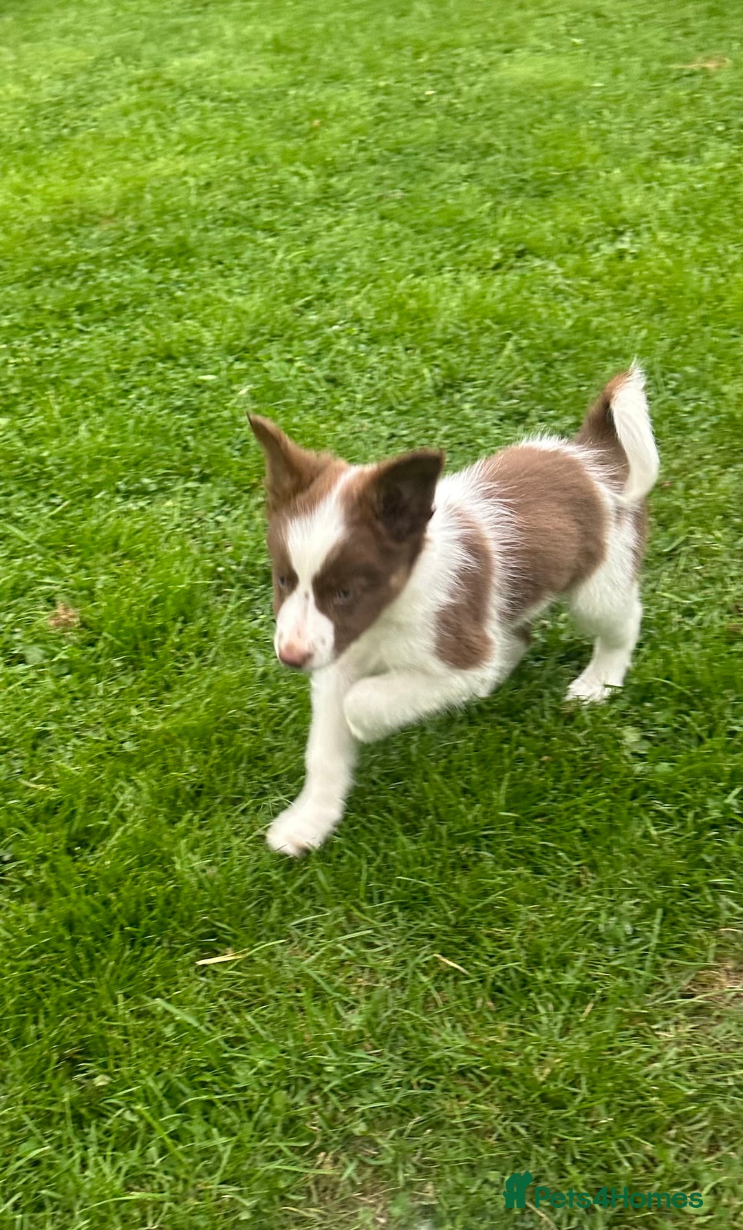 Border Collie dogs for sale: Border collie puppies - Image 2