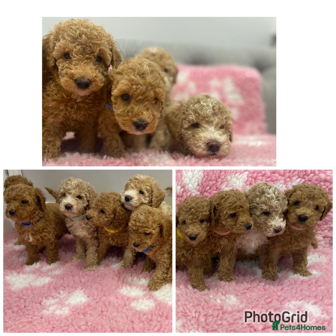Labradoodle dogs for sale: Multi- Generation Toy/Mini parti Labradoodles   - Advert 3